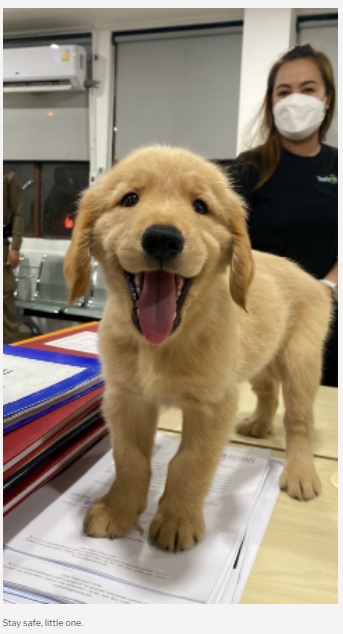 迷子だった子犬（画像は『Mothership.SG　2022年5月17日付「Golden retriever pup in Bangkok gets mugshot taken at police station, ‘charged’ for getting lost」』のスクリーンショット）