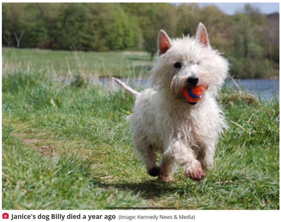 亡き愛犬の姿が空に？（画像は『The Daily Star　2022年5月3日付「Dead dog sends message to owners - by appearing in a cloud」（Image: Kennedy News ＆ Media）』のスクリーンショット）