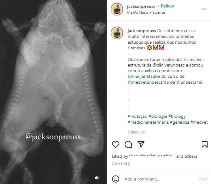 一卵性の結合双生児だった子豚（画像は『Jackson Preuss　2022年5月11日付Instagram「Descobrimos coisas muito interessantes nos primeiros estudos que realizamos nos suínos siameses」』のスクリーンショット）