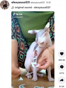 動物愛好家からは「これは虐待」と非難の声（画像は『alexyauus021　2022年5月31日付TikTok』のスクリーンショット）