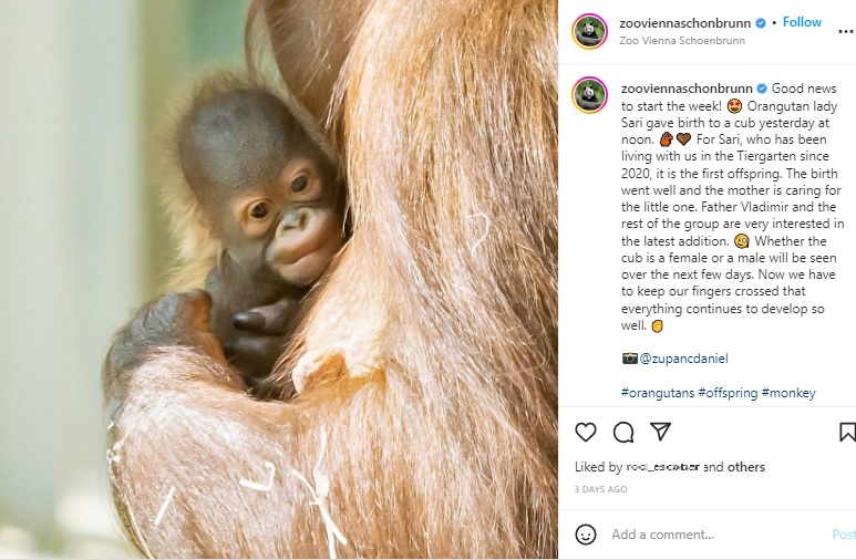 19日に誕生したボルネオオランウータンの赤ちゃん（画像は『Tiergarten Schönbrunn　2022年6月20日付Instagram「Freudige Nachrichten zum Wochenstart!」』のスクリーンショット）