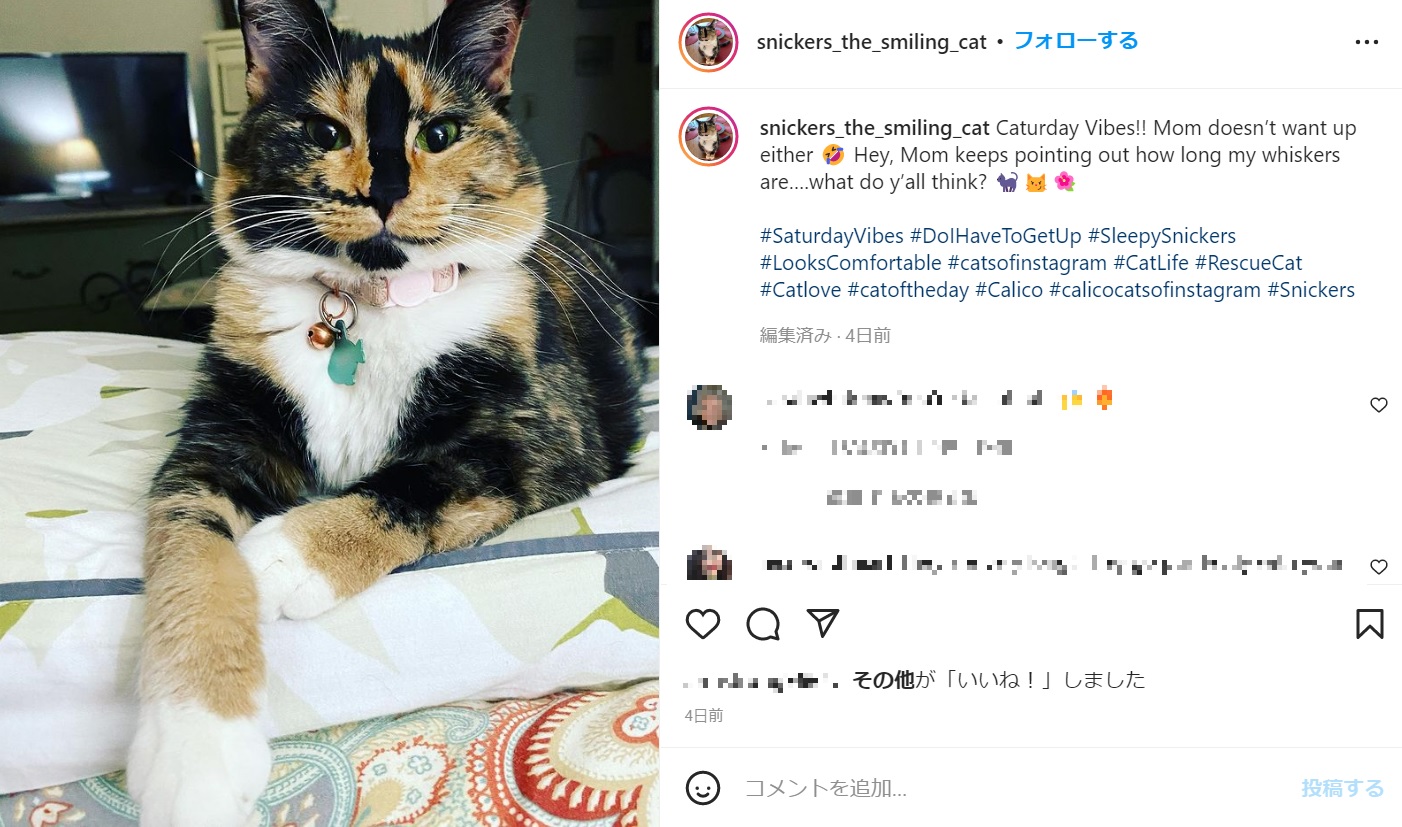 口周りの模様のおかげで笑顔のような表情のスニッカーズ（画像は『Snickers　2022年6月18日付Instagram「Caturday Vibes!!」』のスクリーンショット）