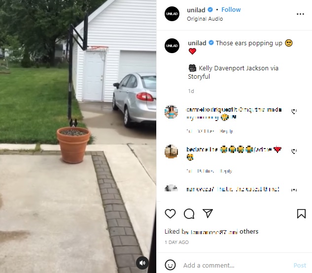 植木鉢の陰から顔を出す犬（画像は『UNILAD　2022年6月2日付Instagram「Those ears popping up」』のスクリーンショット）