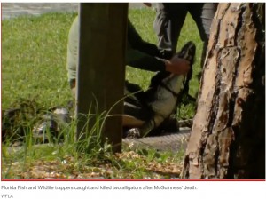2頭のワニが捕獲されるも、今回の事故とは無関係だった（画像は『New York Post　2022年6月10日付「Florida man hunting for flying discs in gator-filled lake found dismembered」（WFLA）』のスクリーンショット）