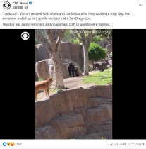 【海外発！Breaking News】動物園の囲いの中に犬が侵入　元気に走り回る姿にゴリラが困惑（米）＜動画あり＞