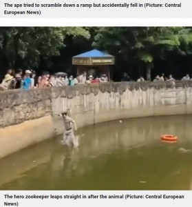 水堀に飛び込む飼育員の男性（画像は『Metro　2022年6月30日付「Zookeeper saves drowning orangutan and gives it CPR after it fell in moat」（Picture: Central European News）』のスクリーンショット）