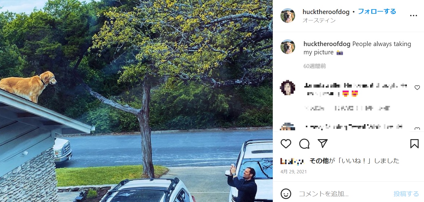 ハックルベリーの写真を撮って楽しむ人も（画像は『Huckleberry　2021年4月29日付Instagram「People always taking my picture」』のスクリーンショット）