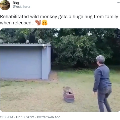 ケージから出て一度トレイシーさんを見るピアース（画像は『Yog　2022年6月10日付Twitter「Rehabilitated wild monkey gets a huge hug from family when released..」』のスクリーンショット）