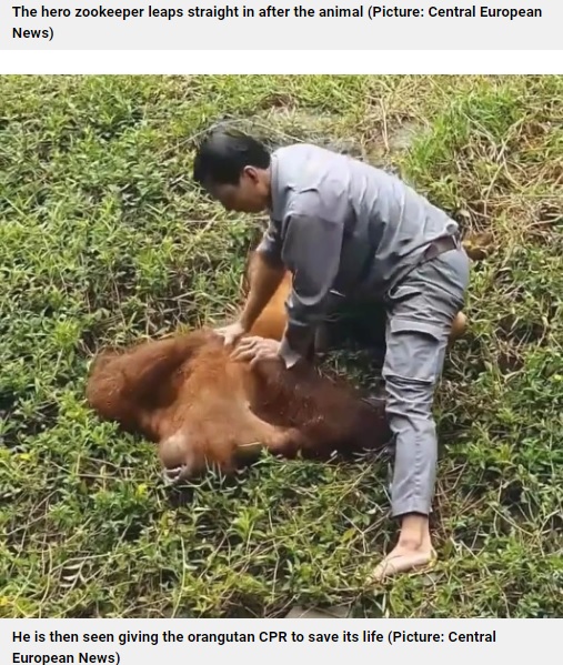 胸骨圧迫をする男性（画像は『Metro　2022年6月30日付「Zookeeper saves drowning orangutan and gives it CPR after it fell in moat」（Picture: Central European News）』のスクリーンショット）