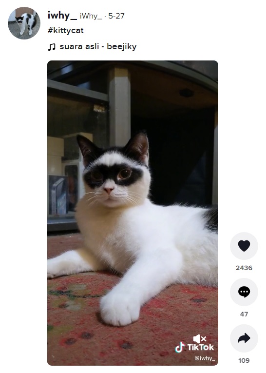 帽子を被っているかのような被毛を持つボーイ（画像は『iwhy_　2022年5月27日付TikTok「＃kittycat」』のスクリーンショット）