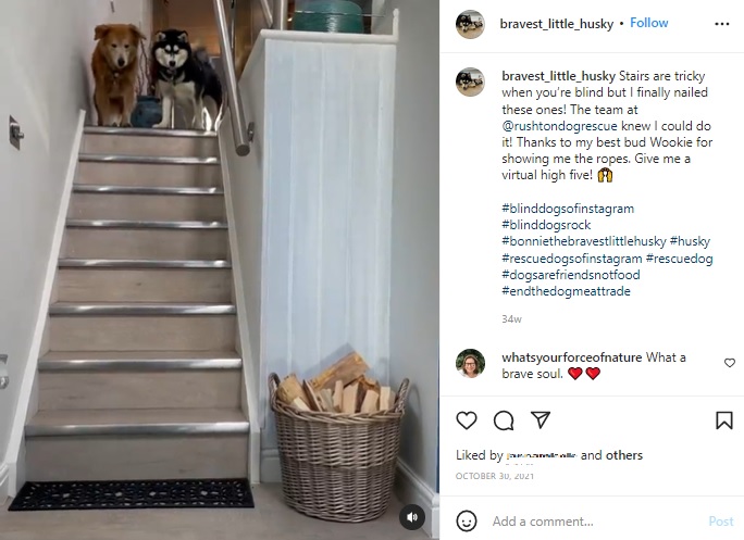階段が怖い盲目のボニー（右）とベストフレンドのウーキー（画像は『Bonnie　2021年10月30日付Instagram「Stairs are tricky when you’re blind but I finally nailed these ones!」』のスクリーンショット）