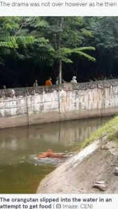 水堀に落ちてしまったオランウータン（画像は『The Mirror　2022年6月30日付「Hero zookeeper jumps into moat to rescue drowning orangutan and gives animal CPR」（Image: CEN）』のスクリーンショット）
