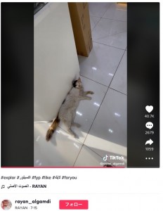 冷たい床の上に寝そべる猫（画像は『RAYAN　2022年7月15日付TikTok「＃explor ＃اكسبلور」』のスクリーンショット）