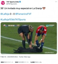 【海外発！Breaking News】サッカー国際親善試合に乱入した犬、数分で“御用”も観客席が盛り上がる（チリ）＜動画あり＞