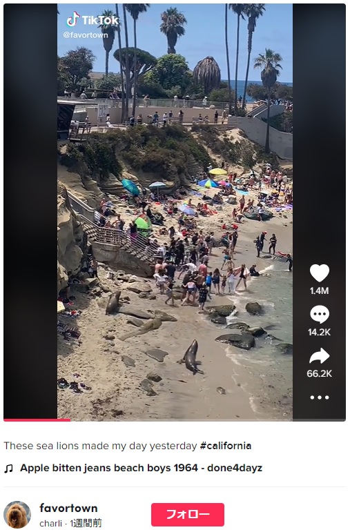 海水浴客に突進する2頭のアシカ（画像は『charli　2022年7月9日付TikTok「These sea lions made my day yesterday」』のスクリーンショット）