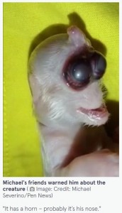 1つの眼窩の中に2つの眼球と頭には角のような突起が（画像は『The Mirror　2022年7月26日付「Mutant ‘with monkey’s face and cat’s body’ is born sparking fears of bad omen」（Image: Credit: Michael Severino/Pen News）』のスクリーンショット）