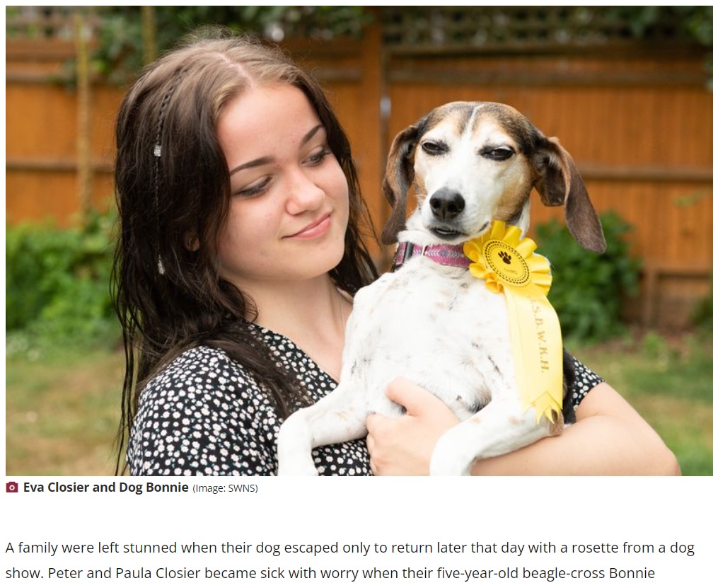 自宅から脱走した犬（画像は『Northants Live　2022年7月13日付「Family stunned as dog runs away and wins rosette at dog show before returning home」（Image: SWNS）』のスクリーンショット）