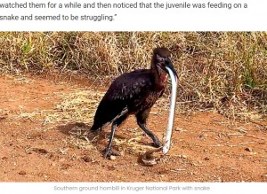 ヘビを半分ほど飲み込んだ若鳥（画像は『Latest Sightings　2022年7月24日付「Dead Snake Chokes Bird」』のスクリーンショット）