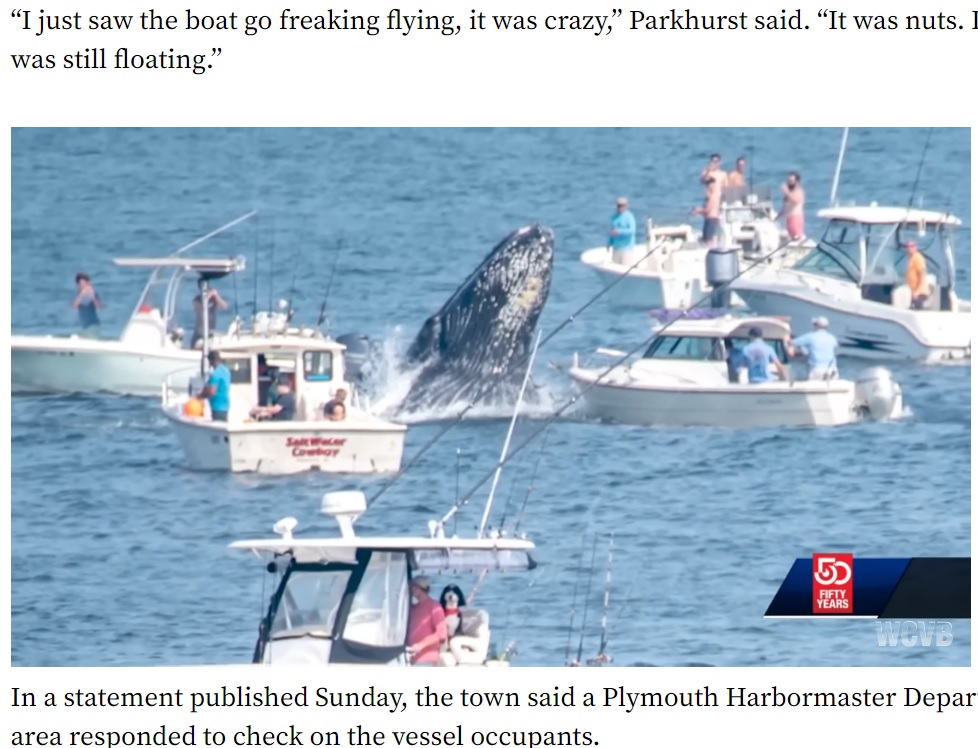 沖合に現れた1頭のクジラ（画像は『The Yucatan Times　2022年7月25日付「Whale lands on top of a boat in Massachusetts （Watch Video）」』のスクリーンショット）