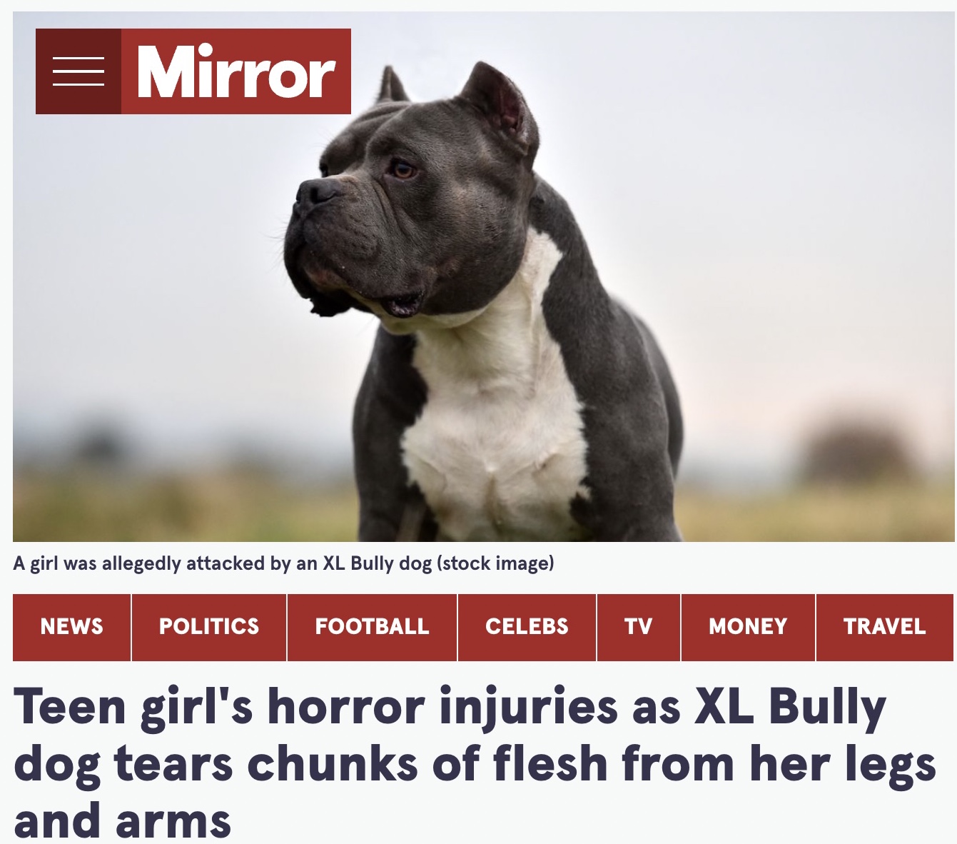 家庭犬として温和な性格に改良されたアメリカンブリー（画像は『The Mirror　2022年8月21日付「Teen girl’s horror injuries as XL Bully dog tears chunks of flesh from her legs and arms」（stock image）』のスクリーンショット）