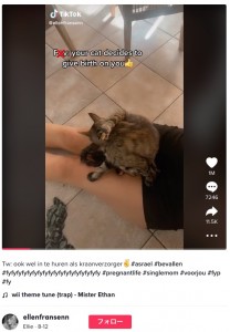 安心しきった様子の猫（画像は『Ellie　2022年8月12日付TikTok「Tw: ook wel in te huren als kraanverzorger」』のスクリーンショット）