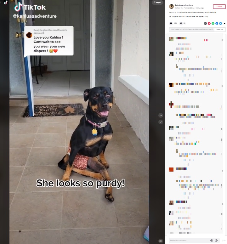 下半身が麻痺しているとは思っていないというカルーア（画像は『Kahlua The Paralyzed Dog　2022年8月9日付TikTok「Replying to ＠ghostfaceandfriends」』のスクリーンショット）