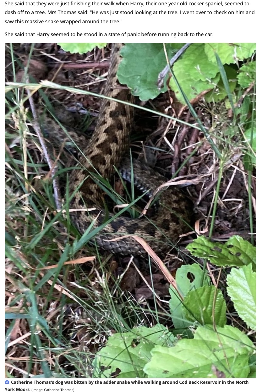 毒を持つクサリヘビ（画像は『YorkshireLive　2022年8月11日付「Warning of venomous snakes at Yorkshire beauty spot after dog is bitten」（Image: Vets4Pets）』のスクリーンショット