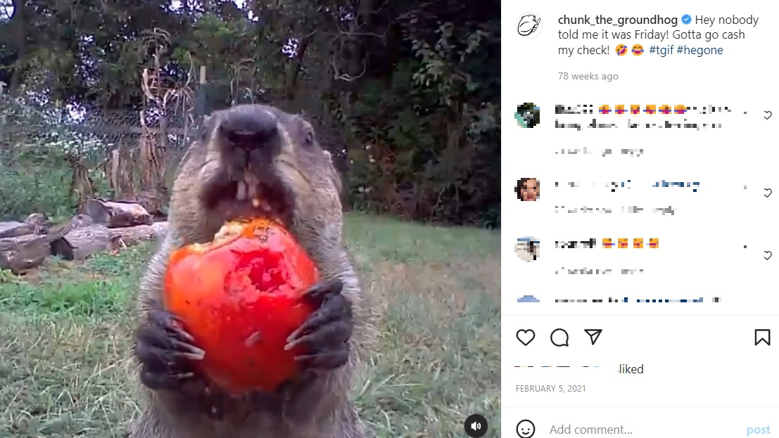 カメラ目線でトマトをかじるグラウンドホッグ（画像は『Chunk The Groundhog　2021年2月5日付Instagram「Hey nobody told me it was Friday!」』のスクリーンショット）