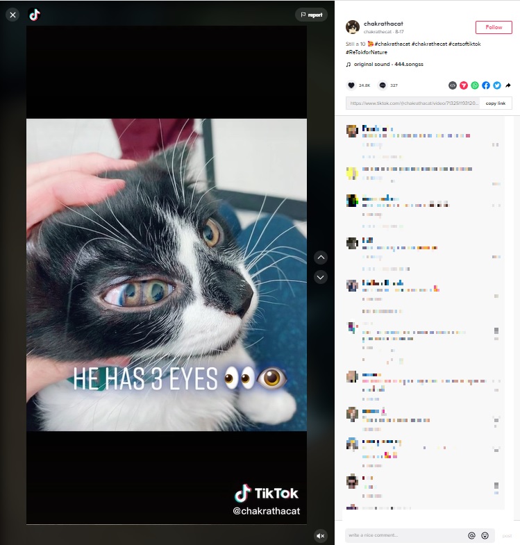 眼窩の中に2つの眼球を持つチャクラ（画像は『chakrathecat　2022年8月17日付TikTok「Still a 10」』のスクリーンショット）