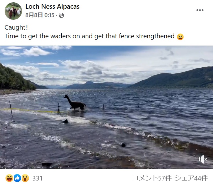 水面から出てきたのはなんとアルパカ（画像は『Loch Ness Alpacas　2022年8月8日付Facebook「Caught!!」』のスクリーンショット）