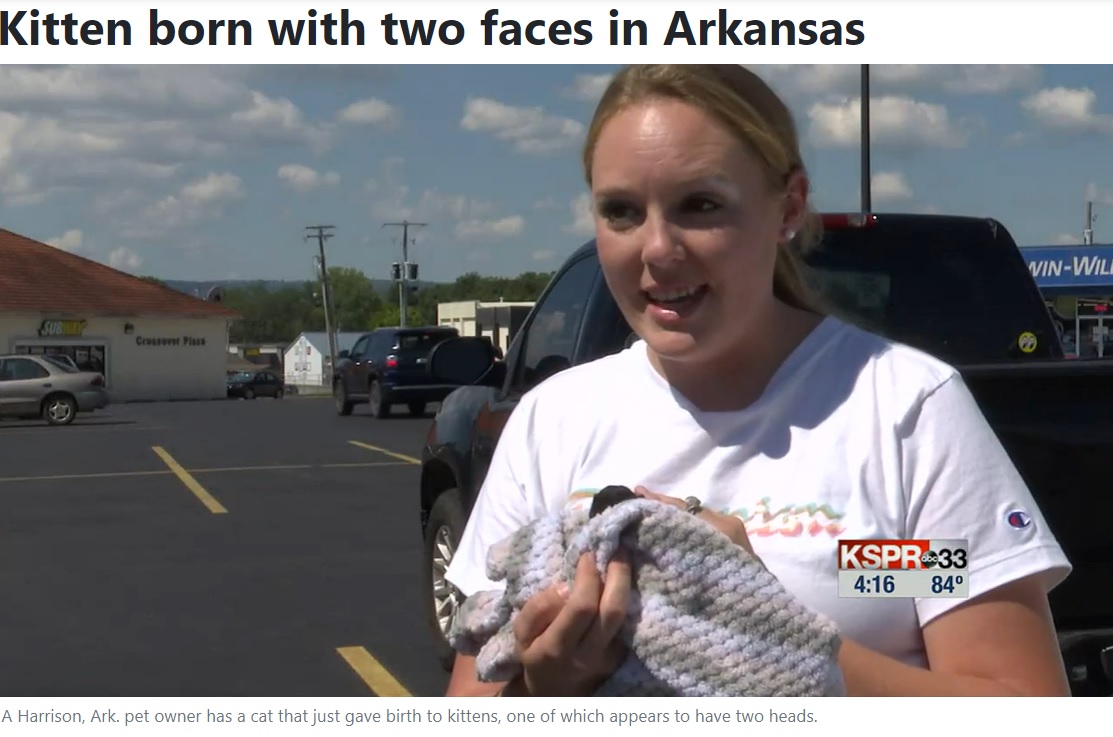 「ハービーに長生きしてほしい」と語るアリエルさん（画像は『WSFA　2022年8月19日付「Kitten born with two faces in Arkansas」』のスクリーンショット）