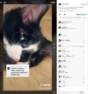 目が3つある以外、普通のネコと一緒（画像は『chakrathecat　2022年8月5日付TikTok「When my mom first brought me home」』のスクリーンショット）