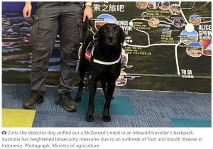 スーツケースの中のマクドナルド商品を発見した探知犬（画像は『The Guardian　2022年8月1日付「Silly sausage: traveller returning from Bali fined at Darwin airport after dog sniffs out McDonald’s breakfast in backpack」（Photograph: Ministry of agriculture）』のスクリーンショット）