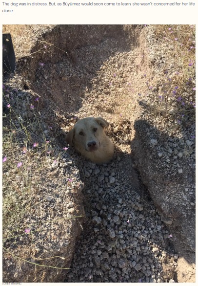 土に埋まり動けなくなっていた犬（画像は『The Dodo　2022年8月13日付「Rescuer Finds Dog Buried Up To Her Neck ― Then Realizes She’s Not Alone」（SONER BUYUMEZ）』のスクリーンショット）