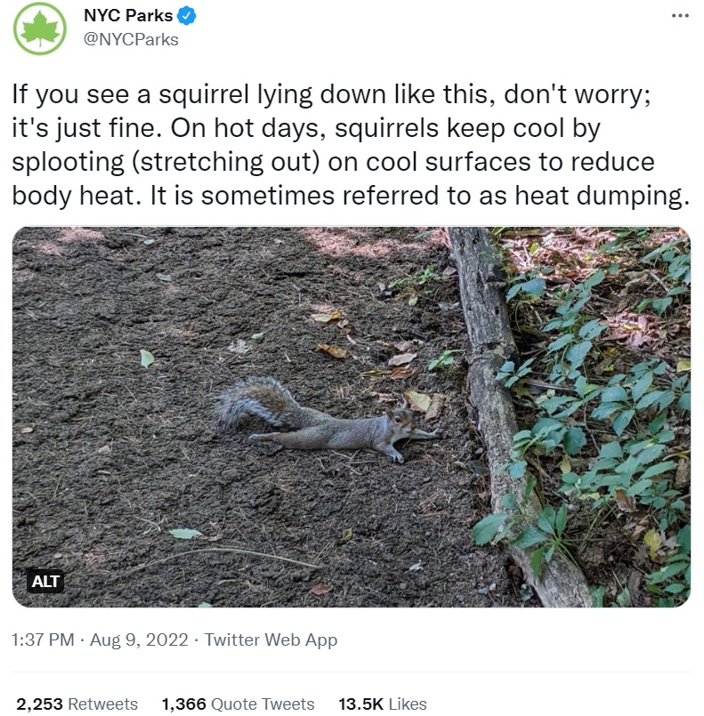 リスが手足を投げ出している理由は…（画像は『NYC Parks　2022年8月9日付Twitter「If you see a squirrel lying down like this, don’t worry;」』のスクリーンショット）