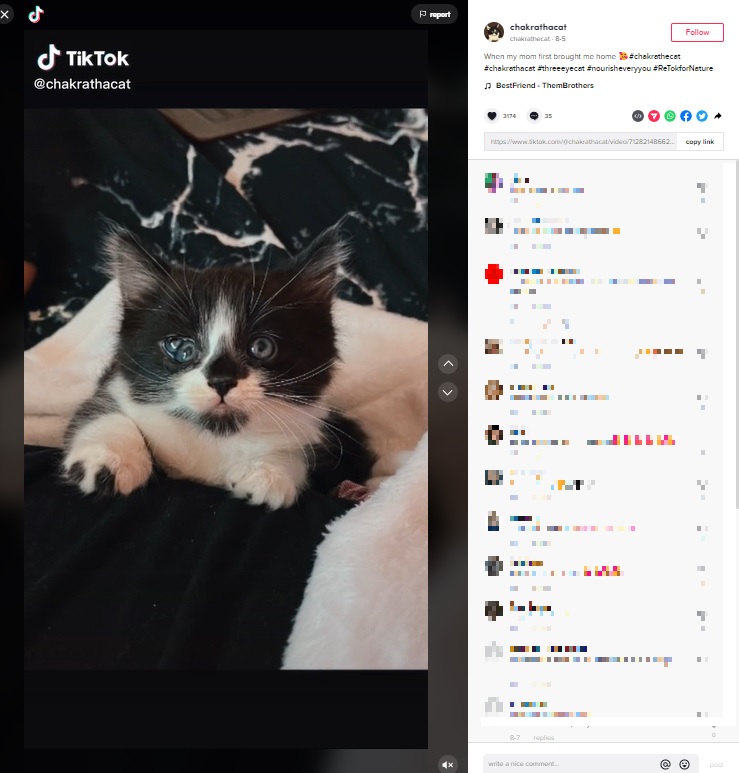 TikTokで人気に！（画像は『chakrathecat　2022年8月5日付TikTok「When my mom first brought me home」』のスクリーンショット）