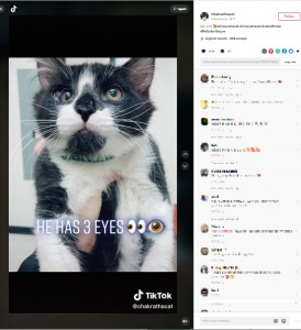 右目の上にもう一つ別の目が（画像は『chakrathecat　2022年8月17日付TikTok「Still a 10」』のスクリーンショット）