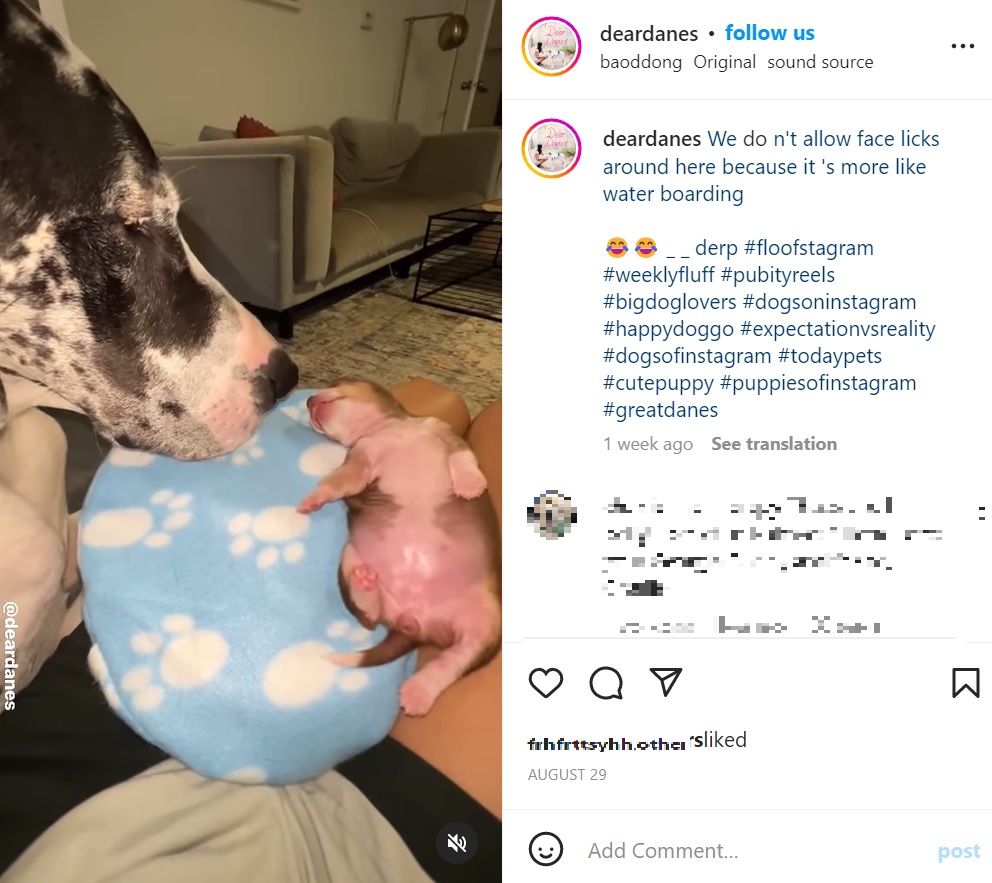 随分と大きくなったフロギーを見つめるバーディ（画像は『Natalie | Denver Blogger　2022年8月29日付Instagram「We don’t allow face licks around here because it’s more like water boarding」』のスクリーンショット）