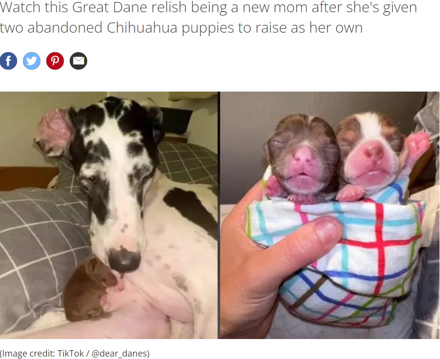 孤児のチワワを迎えたグレート・デーン（画像は『PetsRadar　2022年9月5日付「Great Dane who had false pregnancy overjoyed as she becomes mom to rescue puppies」（Image credit: TikTok / ＠dear_danes）』のスクリーンショット）