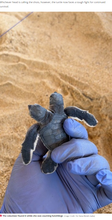 右側の頭のカメのほうが強い！（画像は『The Daily Star　2022年9月5日付「‘Miracle’ two-headed turtle stuns doctors ― and both heads have different personalities」（Image: Credit: Pen News/Abidah Zaaba）』のスクリーンショット）