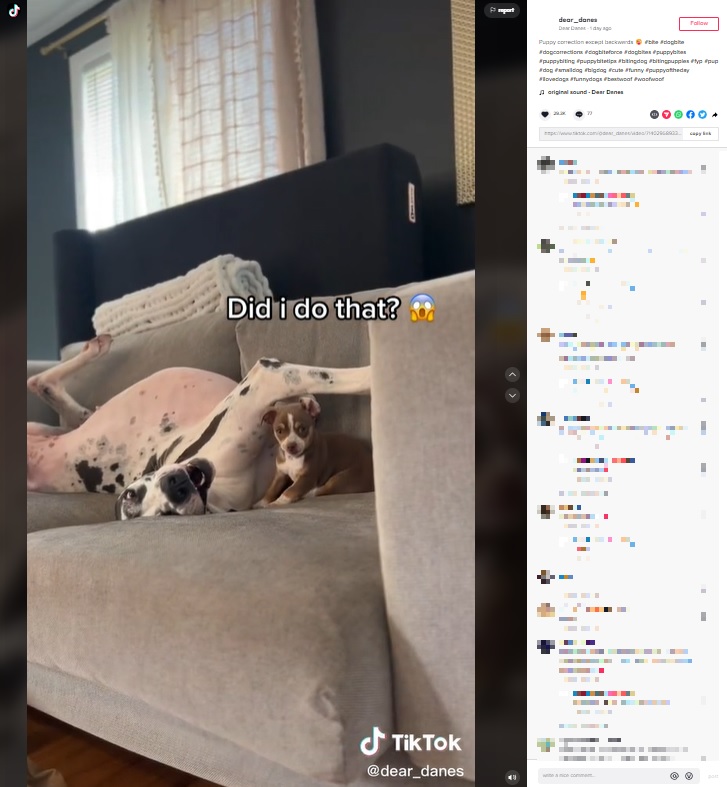 2匹はベストフレンド！（画像は『Dear Danes　2022年9月7日付TikTok「Puppy correction except backwards」』のスクリーンショット）