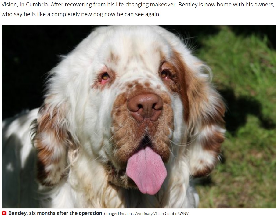 周囲が見えるようになり散歩を楽しむように（画像は『WalesOnline　2022年9月6日付「Facelift for dog who walked straight into bus stop because saggy skin drooped over his eyes」（Image: Linnaeus Veterinary Vision Cumbr SWNS）』のスクリーンショット）