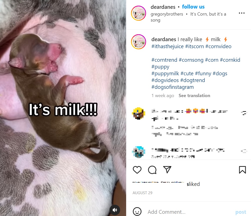 バーディのミルクを飲むチワワ（画像は『Natalie | Denver Blogger　2022年8月29日付Instagram「I really like」』のスクリーンショット）