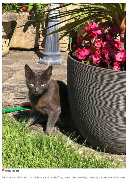 ネズミ退治のために農家で飼われている猫（画像は『WalesOnline　2022年8月27日付「Couple’s new farm cat turns ‘pacifist’ and has mouse for dinner as guest」』のスクリーンショット）