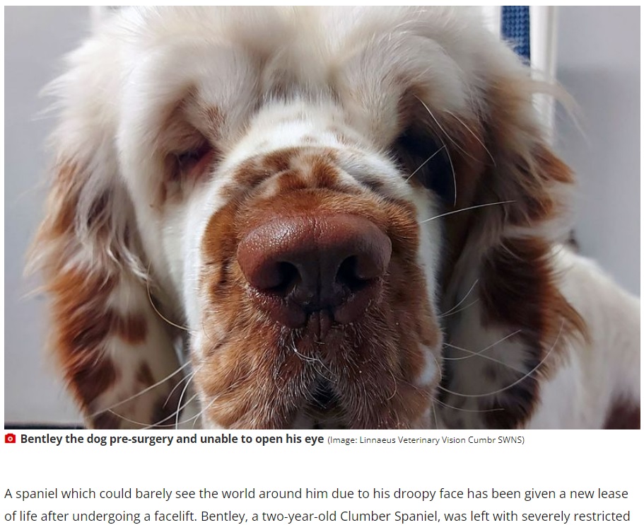 たるんだ皮膚のせいで前が見えなくなった犬（画像は『WalesOnline　2022年9月6日付「Facelift for dog who walked straight into bus stop because saggy skin drooped over his eyes」（Image: Linnaeus Veterinary Vision Cumbr SWNS）』のスクリーンショット）