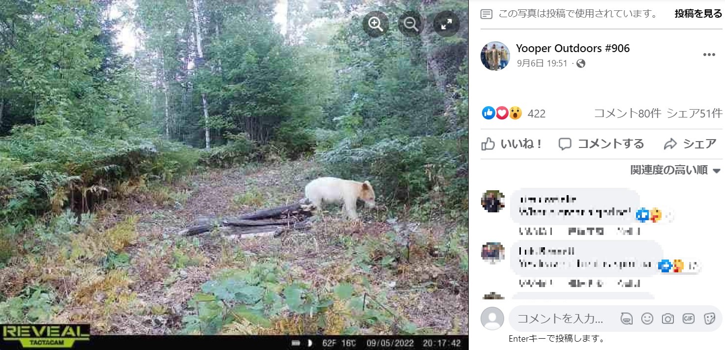 100万頭に1頭というレアケースだった（画像は『Yooper Outdoors ＃906　2022年9月6日付Facebook「Happy Bear Eve!!」』のスクリーンショット）