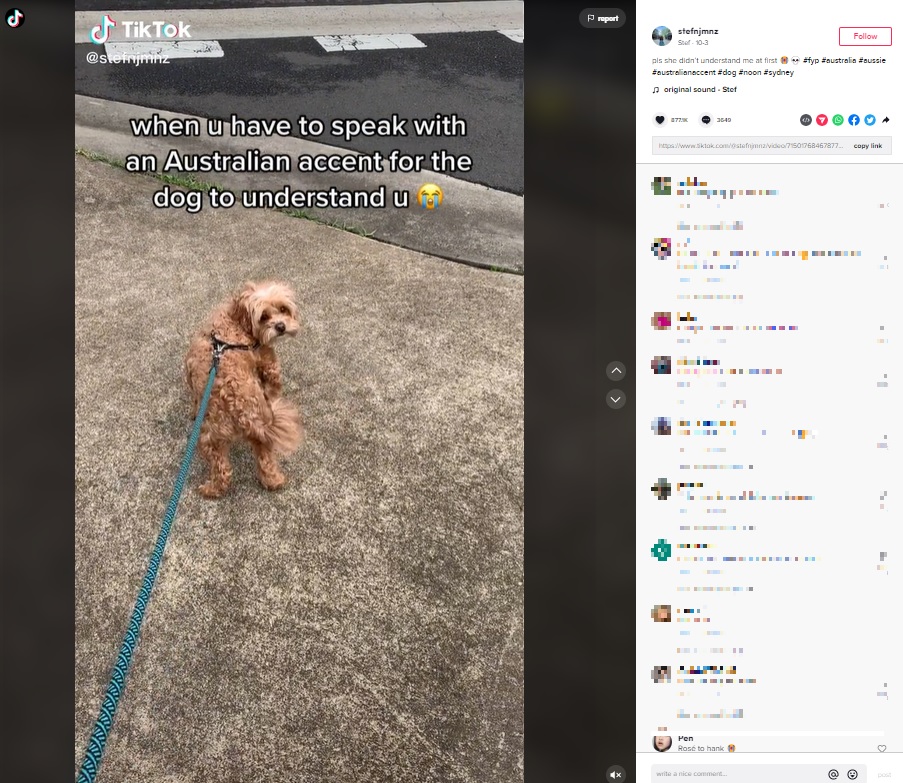 オーストラリア訛りの英語しか理解しない小型犬（画像は『Stef　2022年10月3日付TikTok「pls she didn’t understand me at first」』のスクリーンショット）