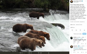 川に集まるクマ（画像は『Katmai National Park　2022年10月19日付Twitter「How many bears are too many on the lip?」（ALT）』のスクリーンショット）