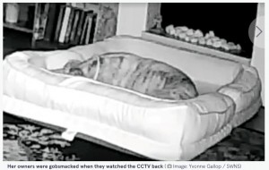 快適に眠るポリー（画像は『The Mirror　2022年10月7日付「CCTV footage shows pooch rearranging furniture at night to makes its own double bed」（Image: Yvonne Gallop / SWNS）』のスクリーンショット）