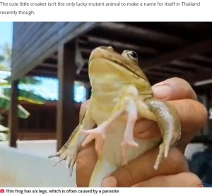 緑や金色に色が変わるというカエル（画像は『The Daily Star　2022年10月4日付「Six-legged frog brings good luck as bloke goes on huge gambling streak」』のスクリーンショット）